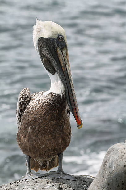 istock Brown Galapagos Pelican 507515823