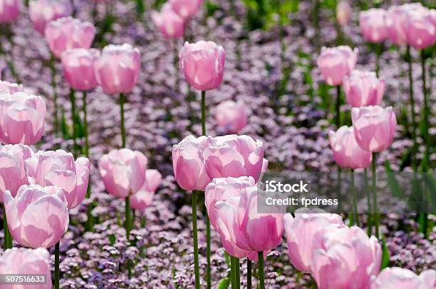 Rosa Farbe Tulpen Stockfoto und mehr Bilder von Blatt - Pflanzenbestandteile - Blatt - Pflanzenbestandteile, Blume, Blumenbeet