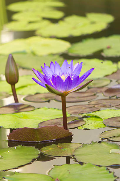 istock Water-lilies in a pond 507516758