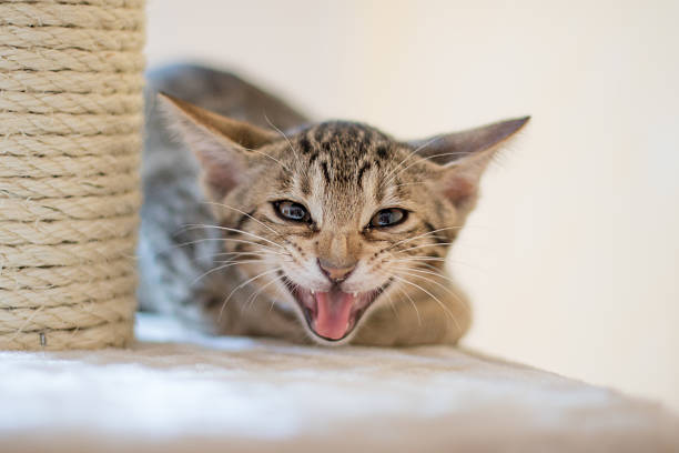 Hissing Kitten stock photo