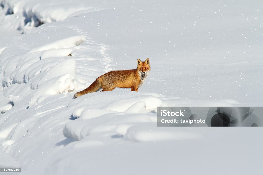 Beautiful Red Fox In Snow Stock Photo - Download Image Now - Animal, Animal  Wildlife, Animals Hunting - iStock