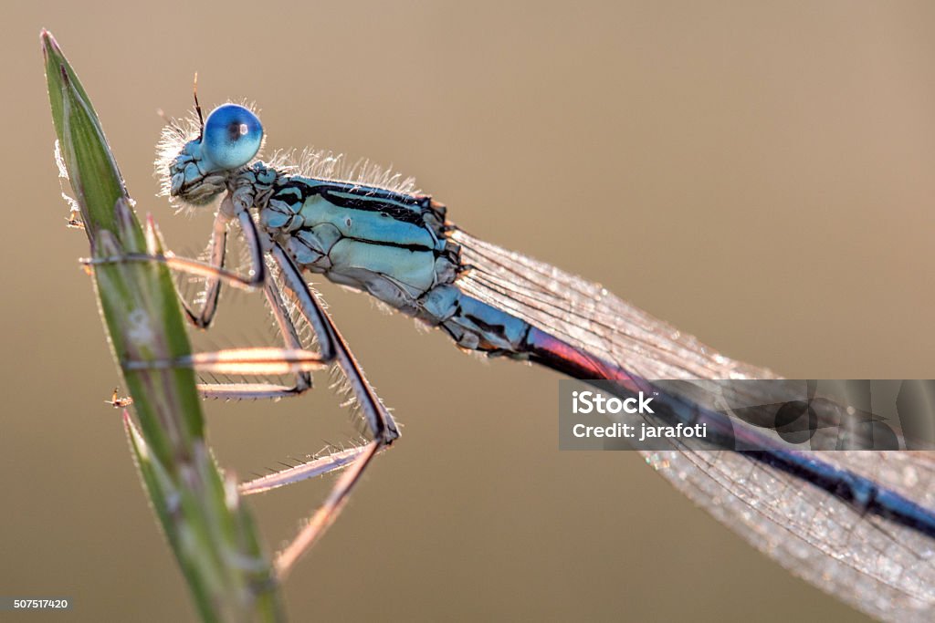 Damselfly on a Blade in the Morning Light Blue Damselfly on a Blade in the Morning Light Animal Body Part Stock Photo
