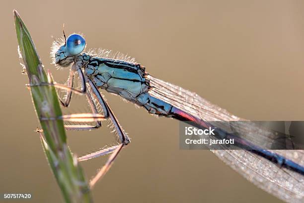 Damselfly On A Blade In The Morning Light Stock Photo - Download Image Now - Animal Body Part, Animal Eye, Back Lit