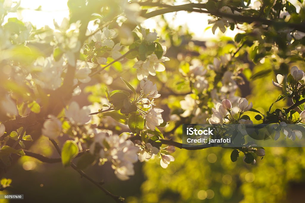 Flor de manzano al anochecer - Foto de stock de Aire libre libre de derechos