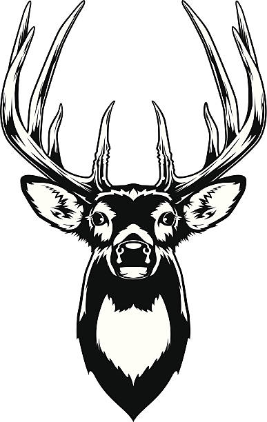 illustrazioni stock, clip art, cartoni animati e icone di tendenza di whitetaildeerhead - cervo dalla coda bianca