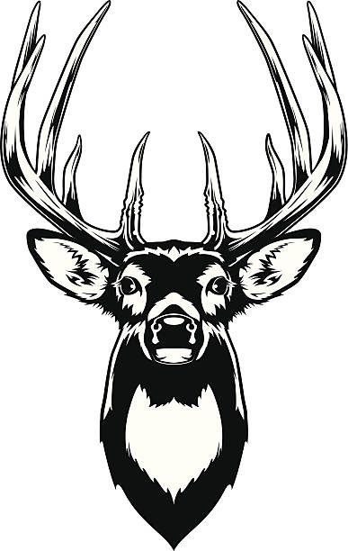 WhitetailDeerHead Black and white illustration of a White-tailed deer buck's head. white tail deer stock illustrations