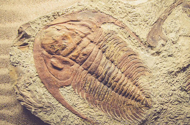 istock fossil trilobite  on stone with sun light process in vintage 507517662