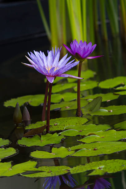 istock Water-lilies in a pond 507518024
