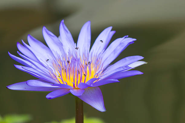 istock Water-lilies in a pond 507518142