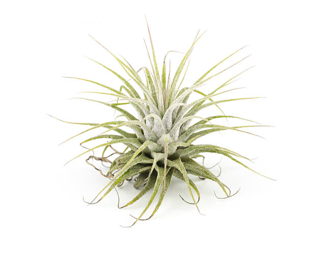 air plant Tillandsia isolated white background air plant Tillandsia isolated white background air plant stock pictures, royalty-free photos & images