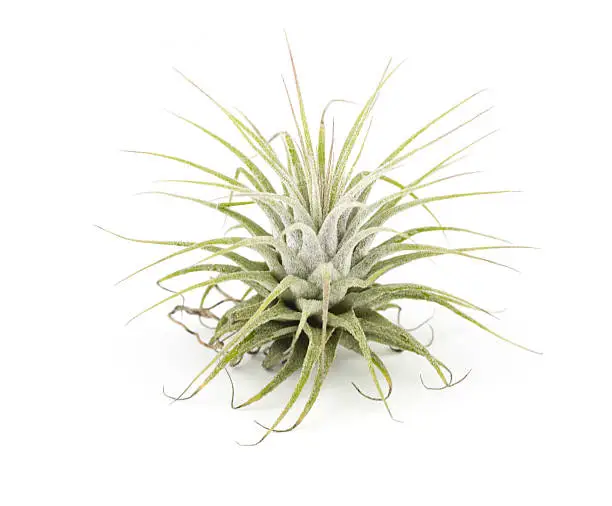 Photo of air plant Tillandsia isolated white background