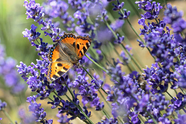 Small Tortoiseshell butterfly feasting on lavender stock photo