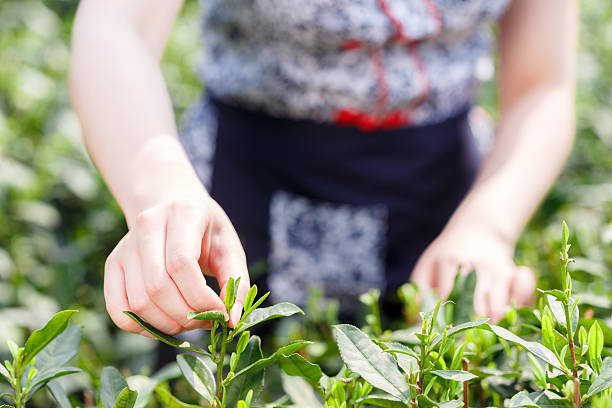 istock beautiful asian girl picking tea 507525390
