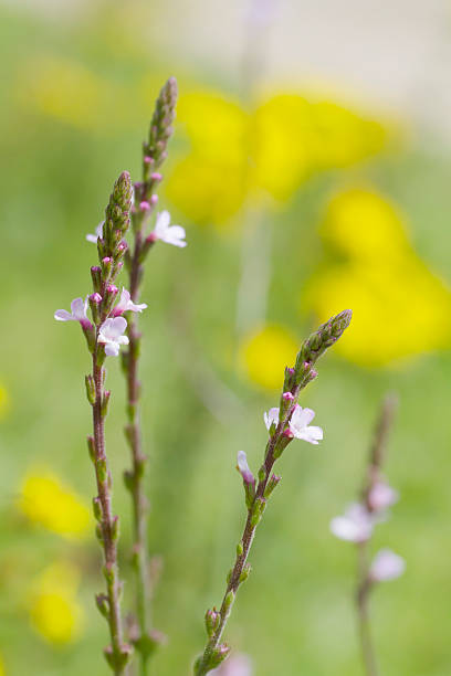 werbena (werbena officinalis - millingerwaard zdjęcia i obrazy z banku zdjęć