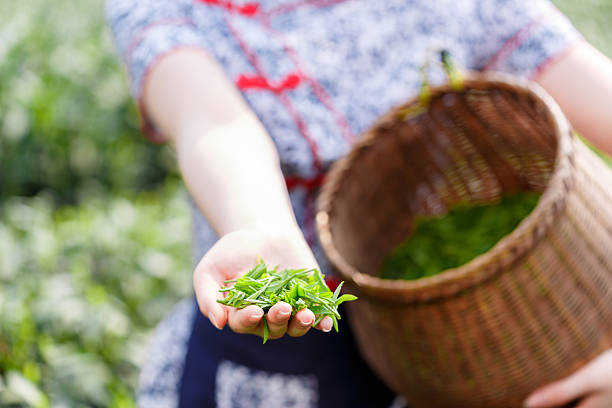 istock beautiful asian girl picking tea 507525690