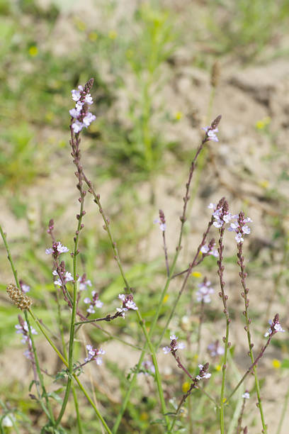 Vervain (Verbena officinalis) Medium , rough-hairy perennial; stems slender, stiffly erect, square. Leaves diamond-shaped to lanceolate, the lower stalked, deeply lobed to 1-2 pinnately-lobed, the upper leaves smaller and often unlobed. Flowers pale pink, 2-5mm, weakly 2-lipped, in terminal clusters to begin with but soon elongated into slender, branched spikes, leafless. millingerwaard stock pictures, royalty-free photos & images