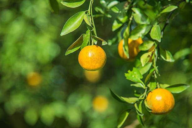 istock Orange trees in the garden 507525808