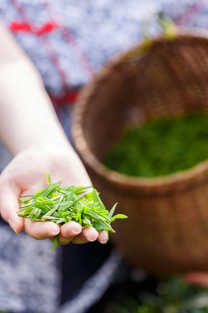 istock beautiful asian girl picking tea 507525944