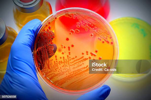 Microbiological Examination Stock Photo - Download Image Now - Microbiology, Biology, Micro Organism
