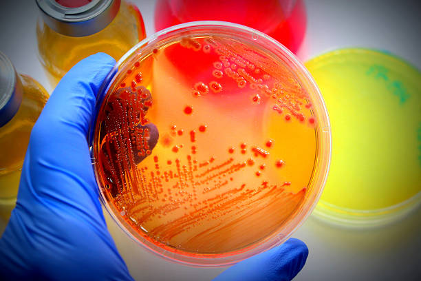 badania mikrobiologicznego - microbiology zdjęcia i obrazy z banku zdjęć