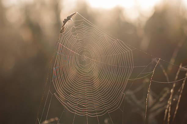 istock Detail on a Cobweb Early Morning in Autumn 507526944