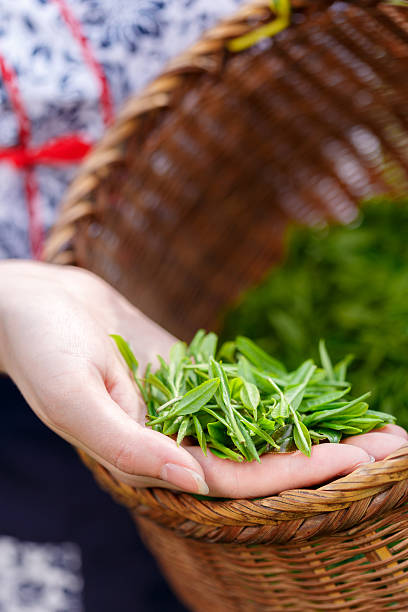 istock beautiful asian girl picking tea 507527052