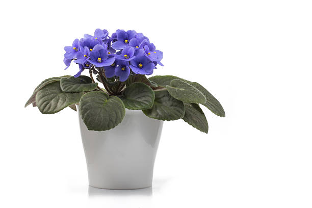 Purple African Violet isolated on white background stock photo
