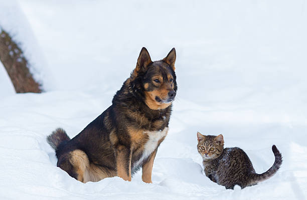 istock Dog with little kitten sitting in snow 507527228