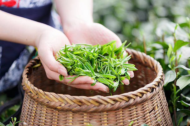 istock beautiful asian girl picking tea 507527376