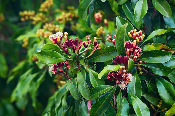 Clove tree with blooming  flowers and fresh green and red raw sticks growing in Bali mountains. Tropical plants, natural food spices, producing aromatic ingredients and oil in Indonesian plantations.