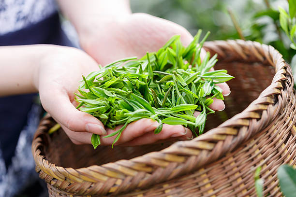 istock beautiful asian girl picking tea 507528132