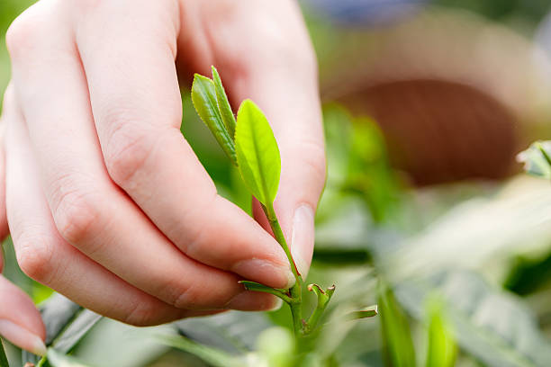 istock beautiful asian girl picking tea 507530260