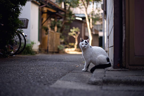 Alley Cat stock photo
