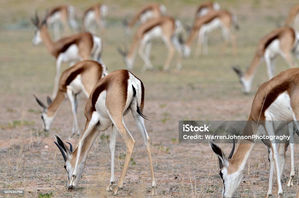 Springbock Eating Springbok Eating All Facing Same Direction Stock Photo - Download Image ...
