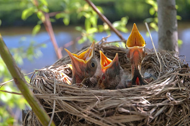 istock Little children Birds 3 507530852