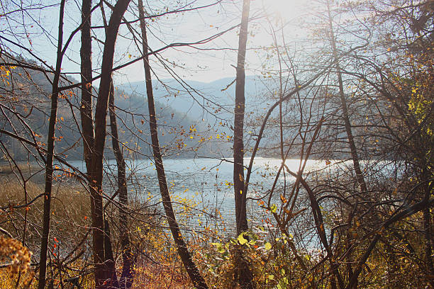 istock Autumn in the forest 507530950