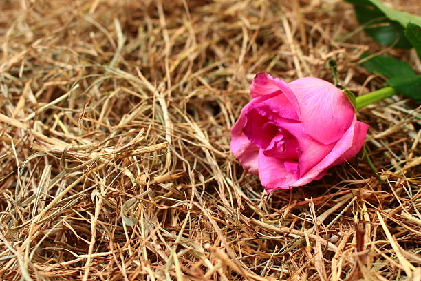 Beautiful pink rose on dried grass background.