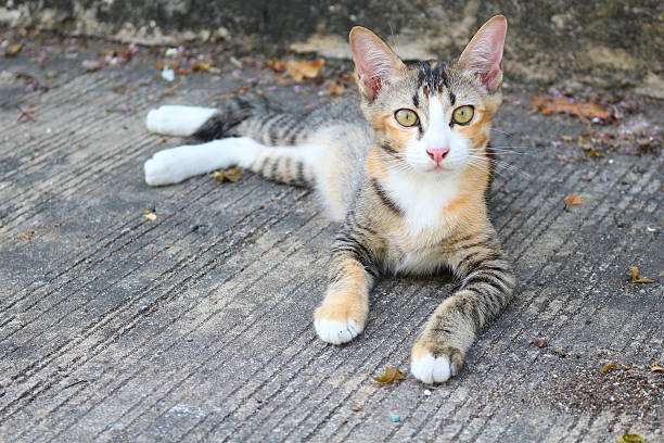 istock Little cat on street 507533114