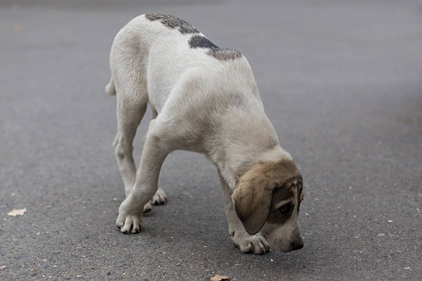 istock lost dog on the road 507533248