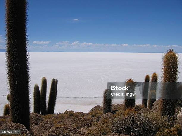 Salar De Uyuni Bolivia Stock Photo - Download Image Now - Bolivia, Cactus, Horizontal