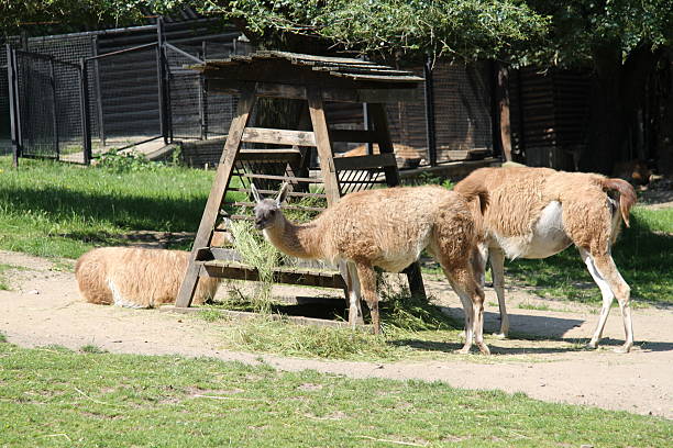 istock beautiful lamas alpaca in the zoo 507534222