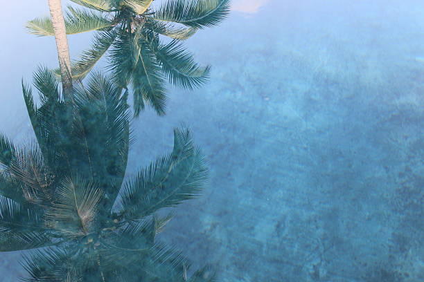 istock blue,reflection,of,coconut,tress,background 507534376