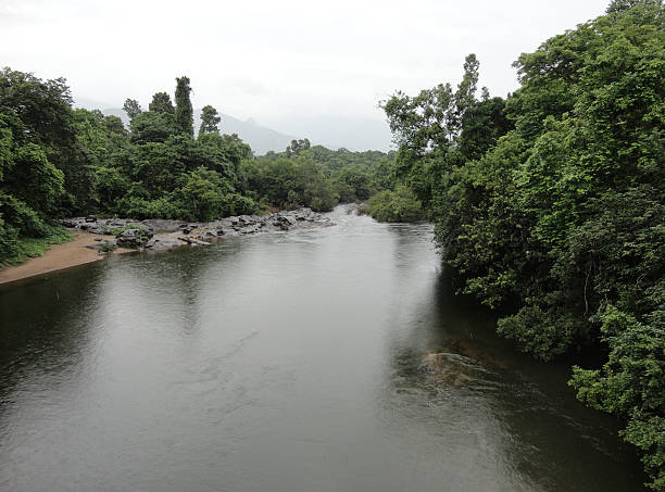 Rain Forest stock photo