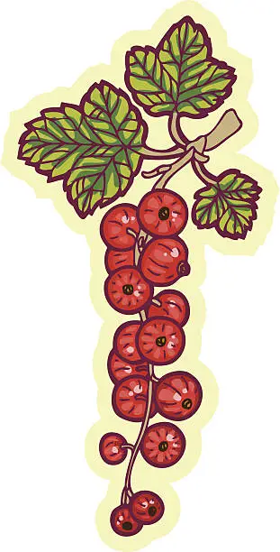 Vector illustration of red currant
