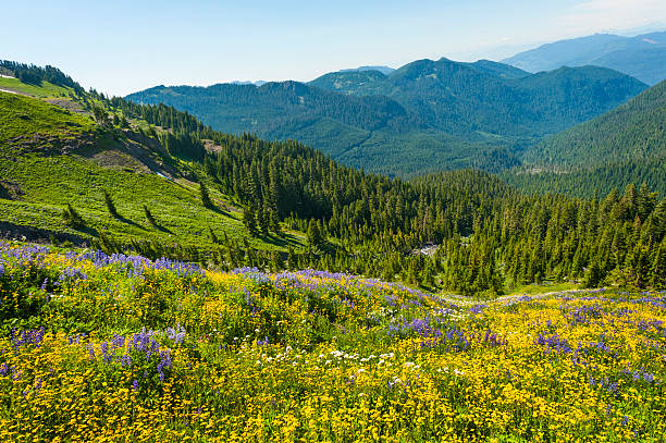 wildflowers alpino - north cascades national park mountain flower wildflower imagens e fotografias de stock