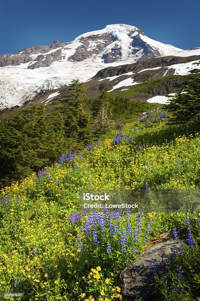 Mt. Baker Wildflowers The wildflowers are in full bloom during the month of August. Lupine, yellow asters, and indian paintbrush are predominant in this area. Mt. Baker/Snoqualmie National Forest. Aster Stock Photo