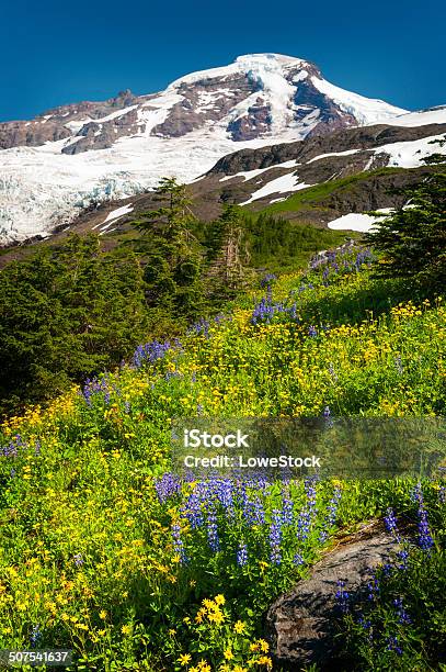 Mt Baker Wildflowers Stock Photo - Download Image Now - Aster, August, Blossom