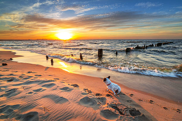 French bulldog on the beach at sunset