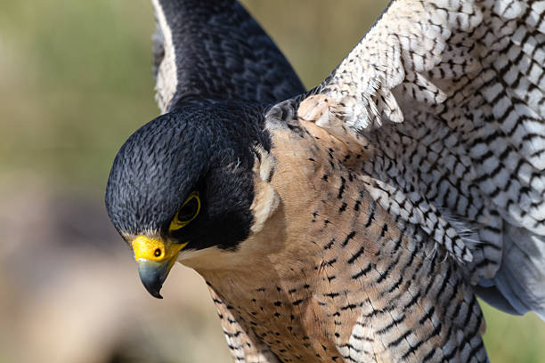 istock Peregrine Falcon 507544019