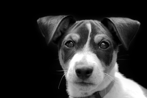 Close-up of young male purebred jack-russell terrier puppy dog, animal head, with collar on black background.